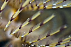spirographis spallanzanii / Bodrum by Ezgihan Gürer 